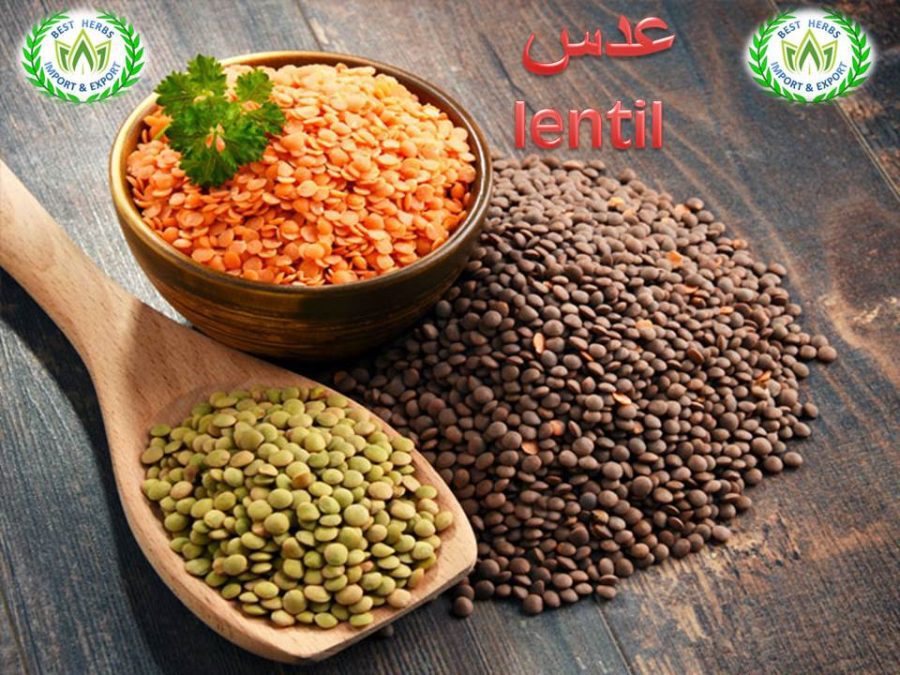 عدس للتصدير - بيست هيربس عدس للتصدير عدس للتصدير عدس للتصدير منتجات